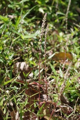 Magnoliopsida
