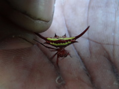 Gasteracantha milvoides