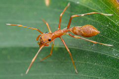 Myrmaplata plataleoides