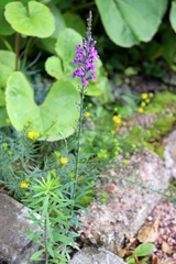 Linaria purpurea