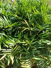 Zamia erosa