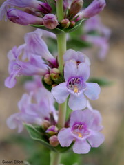 Penstemon buckleyi