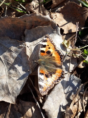 Aglais urticae
