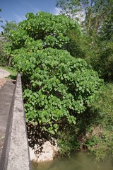 Macaranga