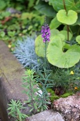 Linaria purpurea