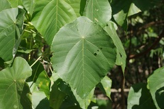 Macaranga