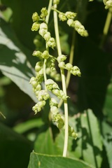 Macaranga