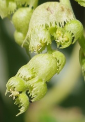 Macaranga