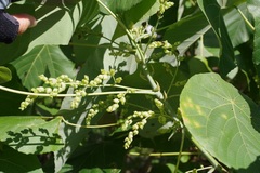 Macaranga