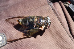 Cryptotympana aquila