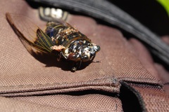 Cryptotympana aquila