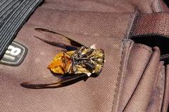 Cryptotympana aquila