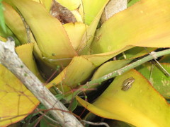 Scinax pachycrus