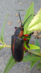 Mecistomela marginata