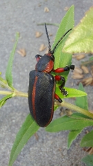 Mecistomela marginata