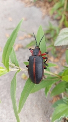 Mecistomela marginata