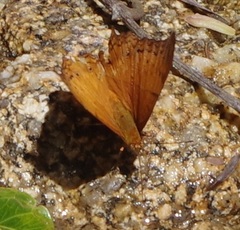 Vindula