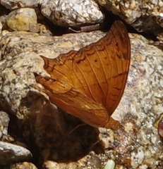 Vindula