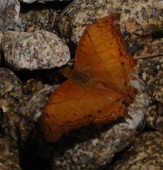 Vindula