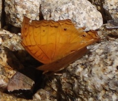 Vindula
