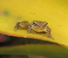 Scinax pachycrus