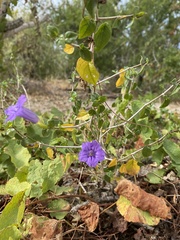 Ruellia californica peninsularis