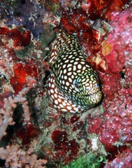 Gymnothorax johnsoni