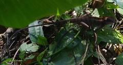 Calotes emma