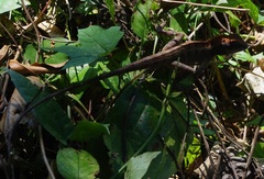 Calotes emma