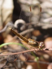 Neurothemis fluctuans