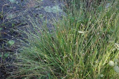 Eriocaulon