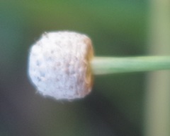 Eriocaulon