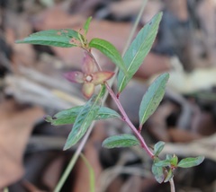 Ludwigia