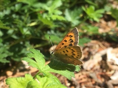 Tharsalea dorcas sangremar