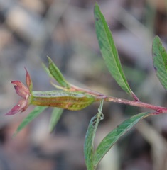 Ludwigia