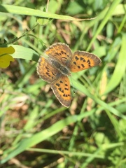 Tharsalea dorcas sangremar