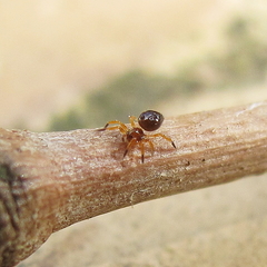 Euryopis episinoides