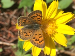 Tharsalea dorcas sangremar