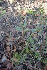 Ludwigia