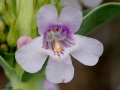 Penstemon buckleyi