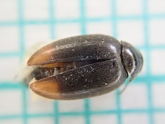 Eucinetus haemorrhoidalis