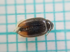 Eucinetus haemorrhoidalis