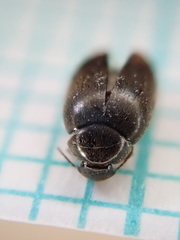 Eucinetus haemorrhoidalis