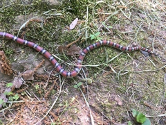 Lampropeltis gentilis