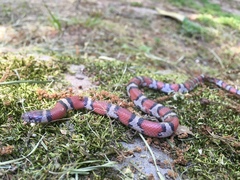Lampropeltis gentilis