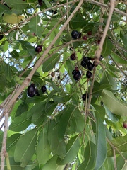 Syzygium cumini