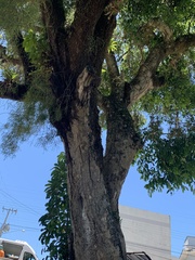 Syzygium cumini
