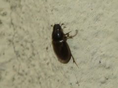 Melinopterus prodromus