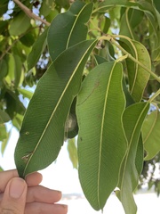 Syzygium cumini