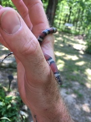 Lampropeltis gentilis